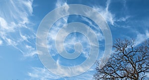 Frame with blue sky and white clouds on a sunny day. Oak branches