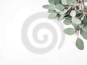 Frame or border of fresh green leaves and branches eucalyptus on a white background. Botany composition flat lay. Top view