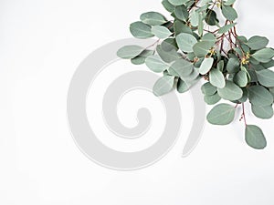 Frame or border of fresh green leaves and branches eucalyptus on a white background. Botany composition flat lay. Top view. Copy