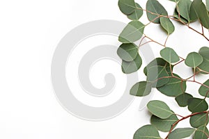 Frame, border made of green Silver dollar Eucalyptus cinerea leaves and branches on white background. Floral composition