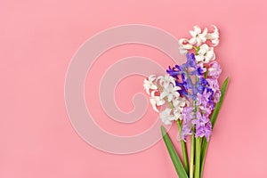 frame from bouquet of spring flowers of white and lilac hyacinths on pink background Top view Flat lay Holiday card Hello spring