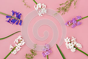 frame from bouquet of spring flowers of white and lilac hyacinths on pink background Top view Flat lay Holiday card Hello spring