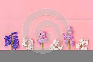 frame from bouquet of spring flowers of white and lilac hyacinths on pink background Top view Flat lay Holiday card Hello spring