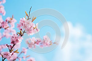 Frame of branches of blossoming pink sakura macro 1690445273336 7
