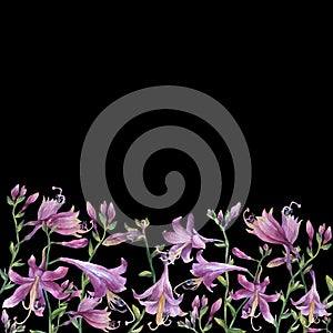 The frame of the branches with purple hosta flower. Lilies. Hosta ventricosa minor, asparagaceae family.