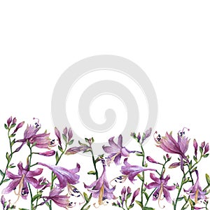 The frame of the branches with purple hosta flower. Lilies. Hosta ventricosa minor, asparagaceae family. photo