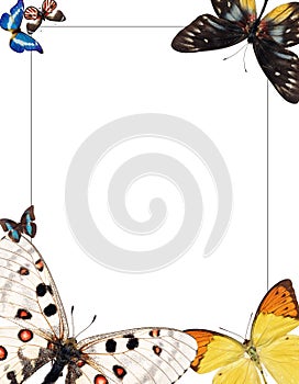 Frame with butterflies for photomontage photo