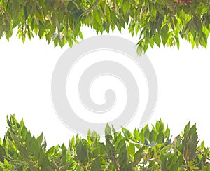 Frame of Calabura leaves