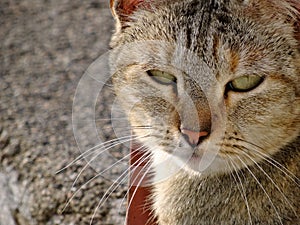 frame on cat - encuadre sobre gato