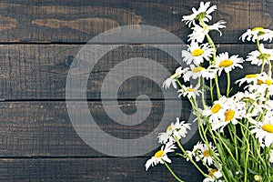 Frame of chamomile flowers on dark rustic wooden background with