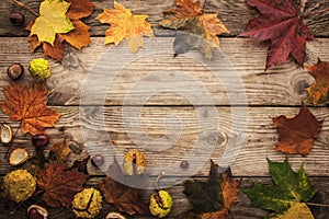 Frame of chestnuts and autumnal maple leaves with film filter effect horizontal