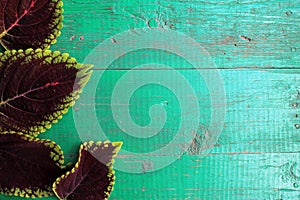 Frame from coleus leaves on old painted turquoise wooden background with copy space.