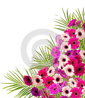 Frame of colorful gerberas and palm leaves. Isolate