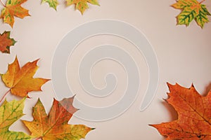 Frame of colorful red and yellow autumn leaves with cones, rowan berries on beige background. First day of school