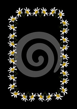 A frame of daisy flowers on a black background, the A4 format is vertical