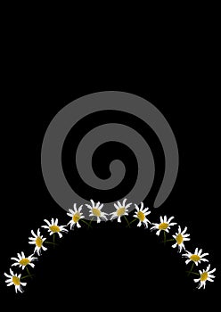 A frame of daisy flowers on a black background, the A4 format is vertical