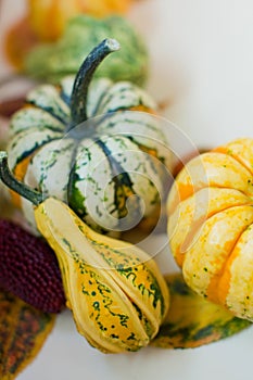 Frame of decorative autumn pumpkins