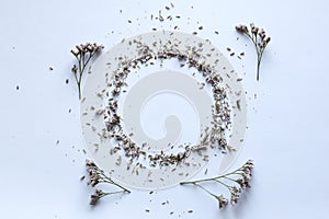 frame of dried statice flowers on a white background.
