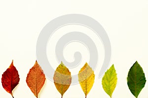 Frame of dry fallen leaves with color gradient