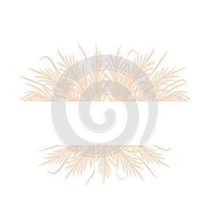 Frame with dry pampas grass. Border with beige cortaderia in boho style. Vector dried flowers isolated on white