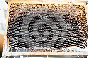 Frame empty of bees honeycomb for larvae of bee hive