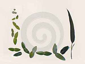 Frame  with eucalyptus leaves design