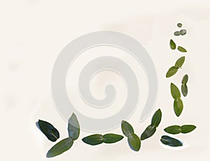 Frame  with eucalyptus leaves design