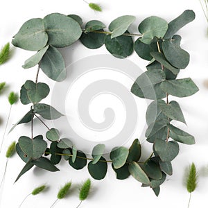 Frame of eucalyptus and wheat ears on white background