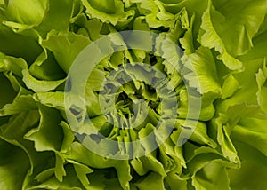 Frame filling view of a Carnation flower.