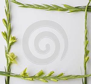 Frame of flowers Gladiolus on white background. Flat lay, top view