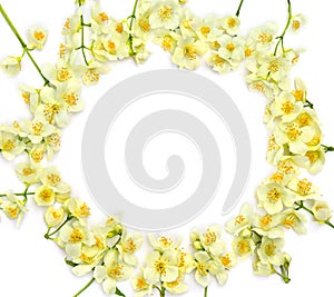 Frame of flowers of Philadelphus Mock orange on white background with space for text. Top view, flat lay