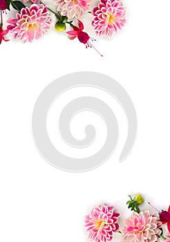 Frame of flowers pink dahlia and red fuchsia triphylla on a white background with space for text. Top view, flat lay