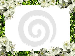 Frame of flowers. png photo