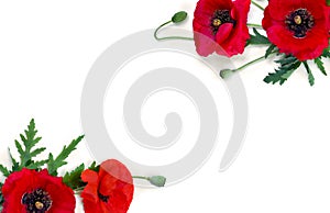 Frame of flowers red poppy and buds  Papaver rhoeas, corn poppy, corn rose, field poppy, red weed  on a white background