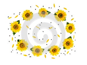 Frame of flowers sunflower Helianthus annuus with leaves, petals and seed on white background. Top view, flat lay