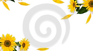 Frame of flowers sunflower  Helianthus annuus  with leaves, petals on white background with space for text. Top view, flat lay