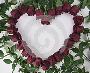 Frame in the form heart of red roses with water droplets on a white background