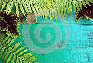 Frame from fresh fern and coleus leaves on old painted turquoise