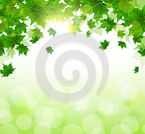 Frame of fresh green leaves of maple. Sunny spring or summer day. Awakening of nature. Cover or background for an article