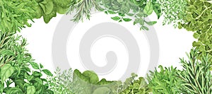 Frame with fresh herbs basil, rosemary, coriander, thyme. Watercolor illustration Isolated on white. Banner for design