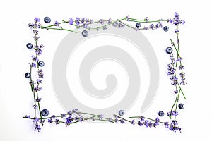 A frame of fresh lavender flowers and blueberries on a white background. Lavender flowers and blueberries mock up. Copy space.