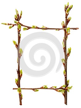 Frame fresh young budding spring branches