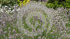 A frame full of lavender... growing in garden