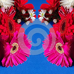 frame with gerbera flowers and blue background photo