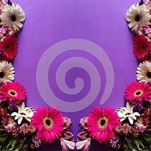 frame with gerbera flowers and purple background photo