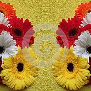 frame with gerbera flowers and yellow background photo