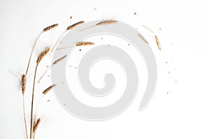 Frame from golden wheat and rye ears, dry yellow cereals spikelets on light white background, closeup, flat lay, top view