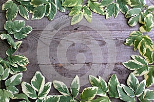 Frame from goutweed variegated leaves on old unpainted wooden ba