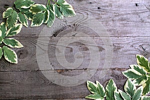 Frame from goutweed variegated leaves on old unpainted wooden ba