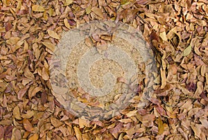 frame grass heart shaped of dry leaves on the ground